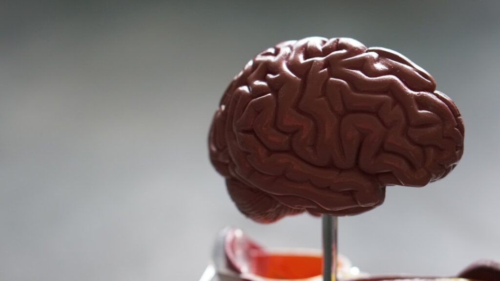Anatomical human brain model used to represent cognitive enhancement and nootropic research compounds